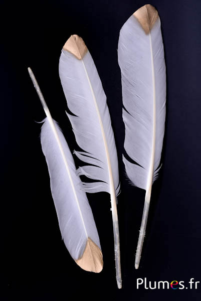 Cygne - 30-33 cm - blanc-doré larme